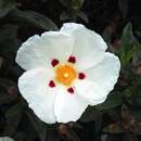 Balta gėlė