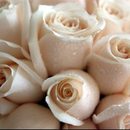 Vestuvių rožytės