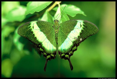 Žalias drugelis