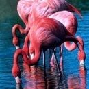 Flamingai