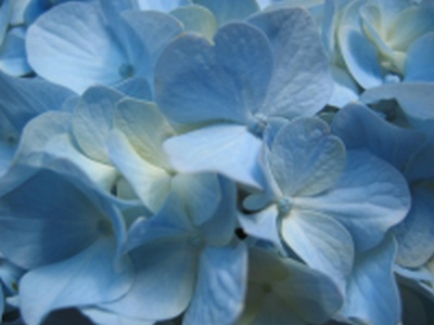Mėlyni žiedlapiai