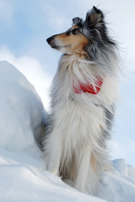 Šuo ant sniego