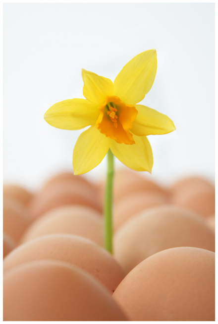 Narcizas tarp kiaušinių