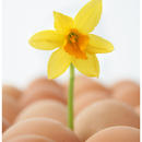 Narcizas tarp kiaušinių