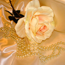Balta rožė su perlais