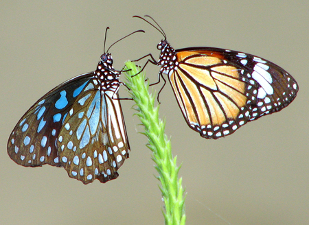 Du drugeliai