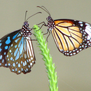Du drugeliai
