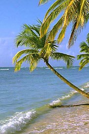 Palmė prie jūros