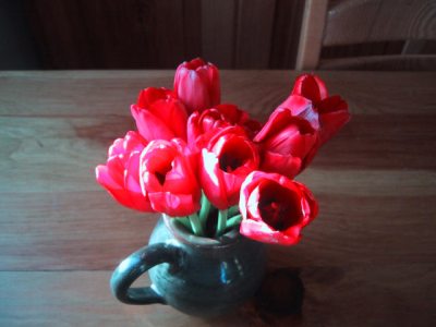 Tulpių puodynė