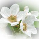 Baltos gėlytės