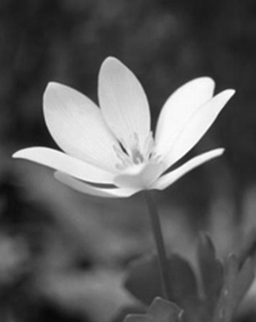 Gėlė juoda-balta
