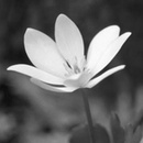 Gėlė juoda-balta