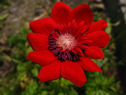 Raudona gėlė