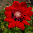Raudona gėlė