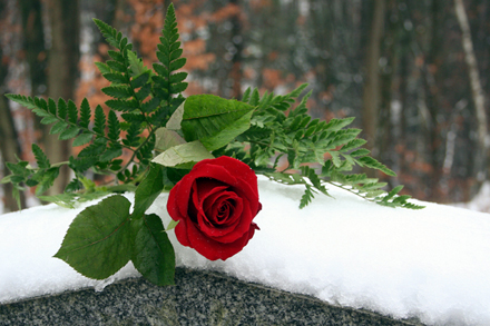 Rožės kompozicija sniege
