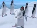 Pingvinų sveikinimas